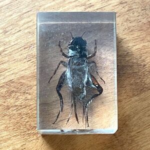 Vtg Real Cricket Bug Lucite Resin Paperweight Oddity Insect Entomology Good Luck
